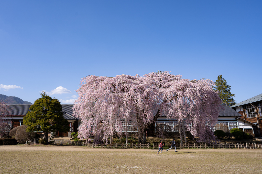 学び舎の桜