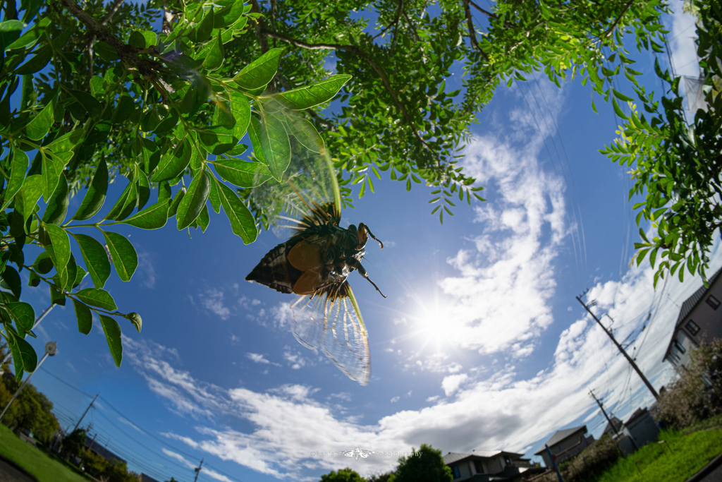 夏に飛び出せ！