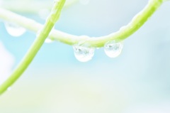 梅雨も滴る〜
