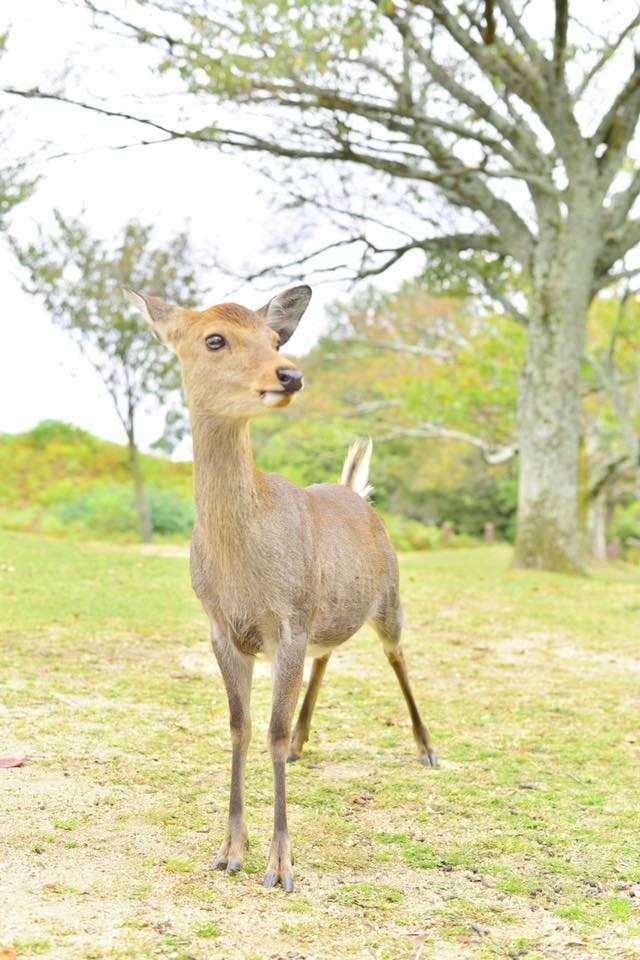 しか