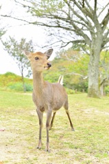 しか