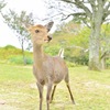 しか