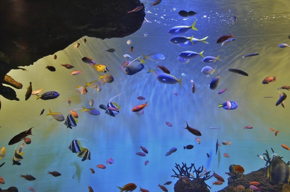 遊魚