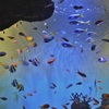 遊魚