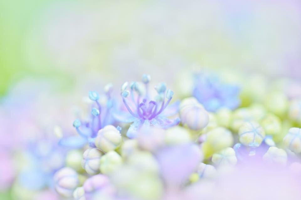 紫陽花