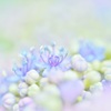 紫陽花