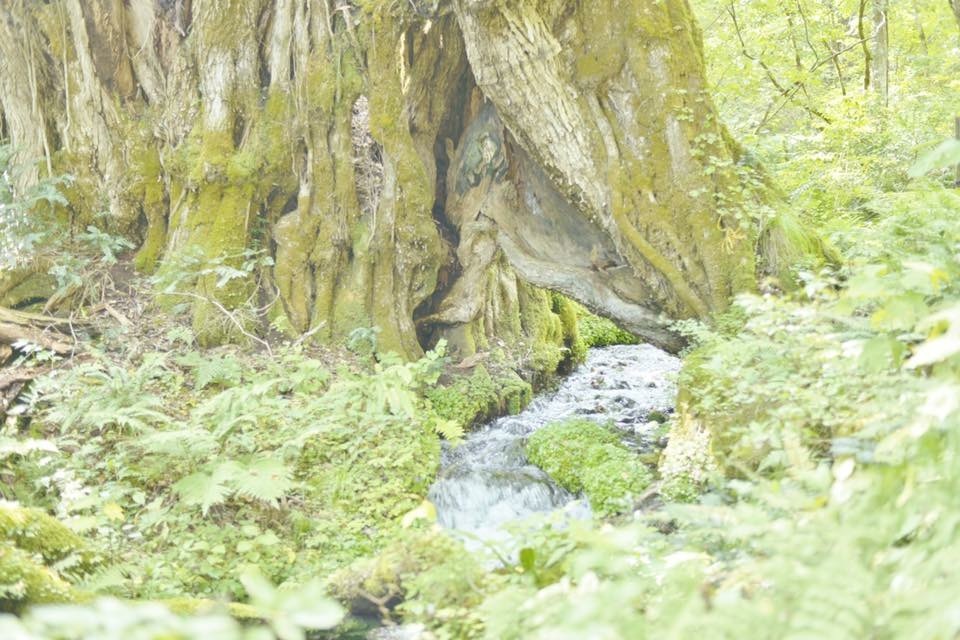 森林浴