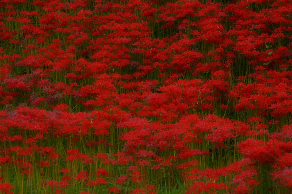 ごんぎつねの里にて