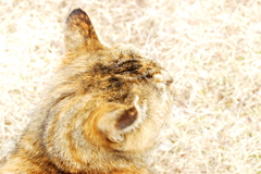うなじに添う風は色