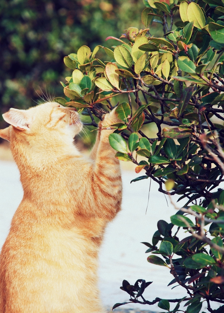 猫という風　6