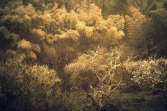 生来
