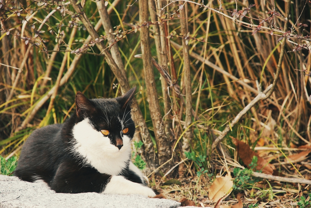 猫という風　2