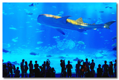 沖縄・美ら海水族館