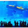 沖縄・美ら海水族館