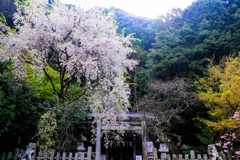 Otoyo Shrine (大豊神社)