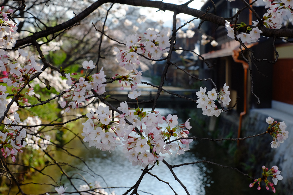 Gion Shirakawa, in Spring
