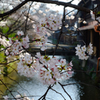 Gion Shirakawa, in Spring