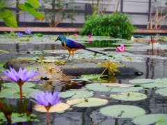 鳥と花