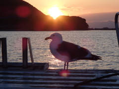 夕日とカモメ