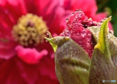 立てば芍薬 座れば牡丹