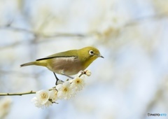 厳しい冬を乗り越えて