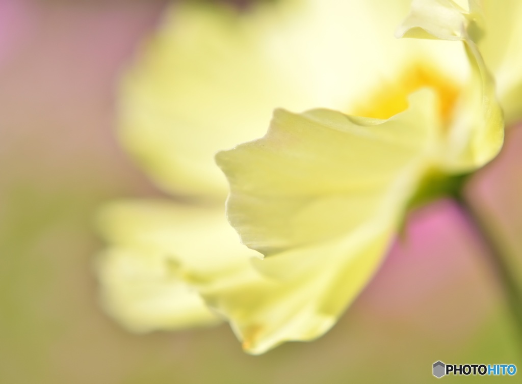 秋はやっぱり秋桜