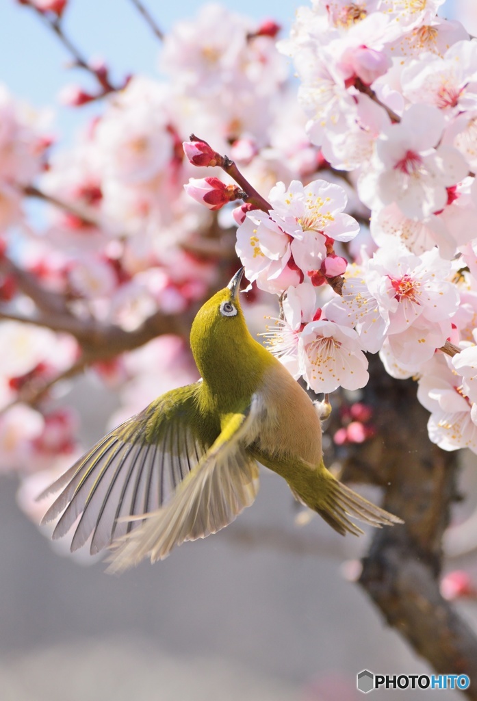 春の梅蜜