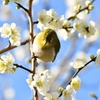 春のうめじろん