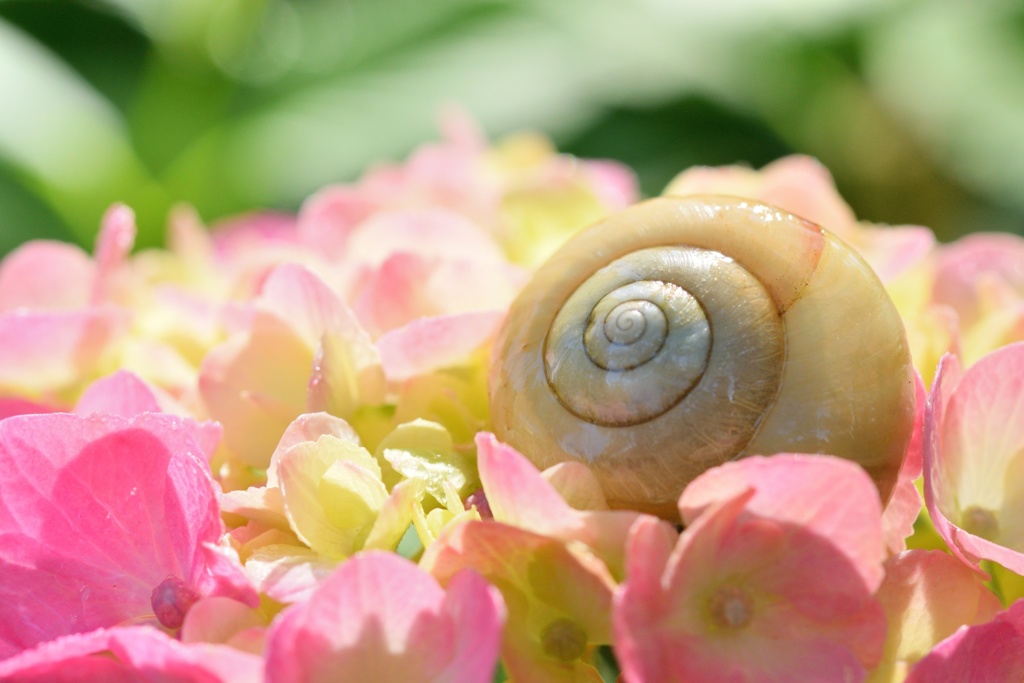 お花畑でひとやすみ