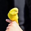 思い出のインコさん