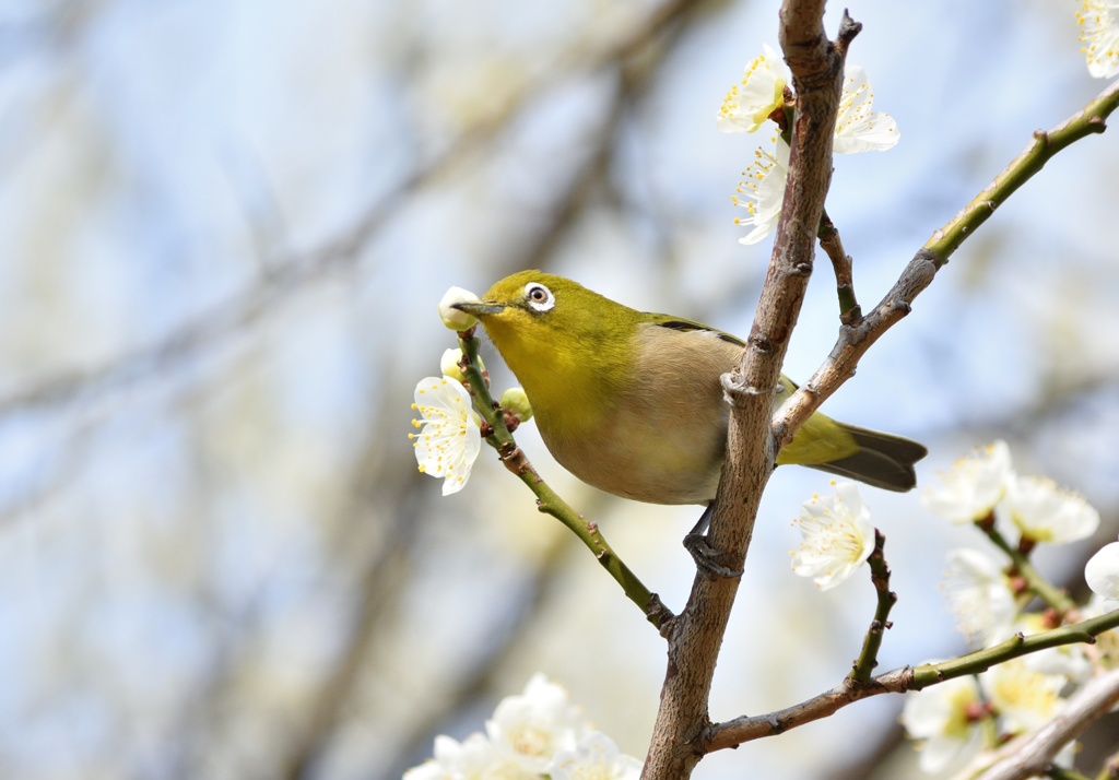 春風のムコウ