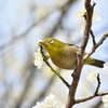 春風のムコウ