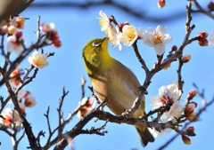 春の梅蜜