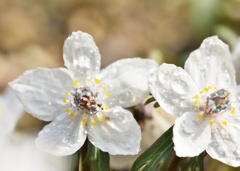 春の花 節分草！