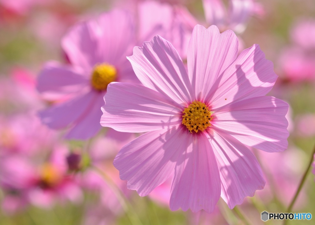 秋桜