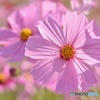 秋桜
