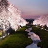 野川の桜ライトアップ2015