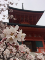 雲上殿