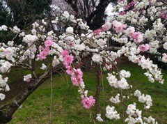 神代植物公園