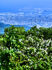 六甲山から神戸を望む