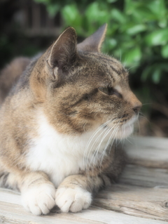 ニャンか呼びました？