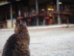 チッ、閉店か(=^・・^=)！