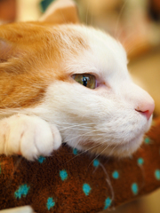 ニャンだバカヤロー(=^・^=)