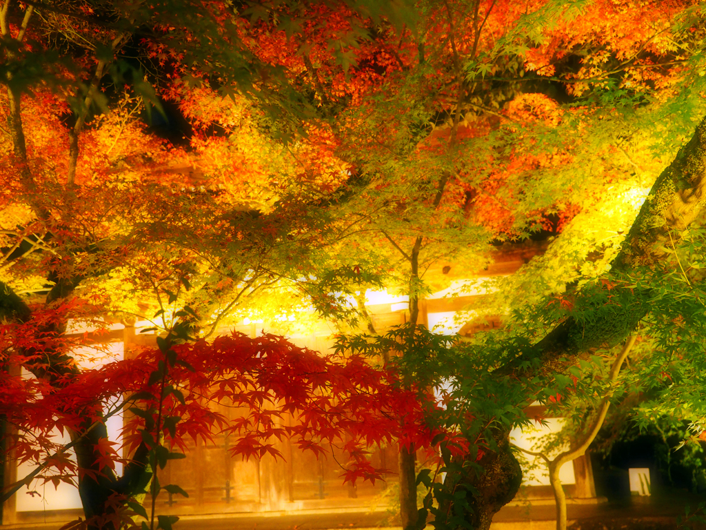 夜に華開く☆