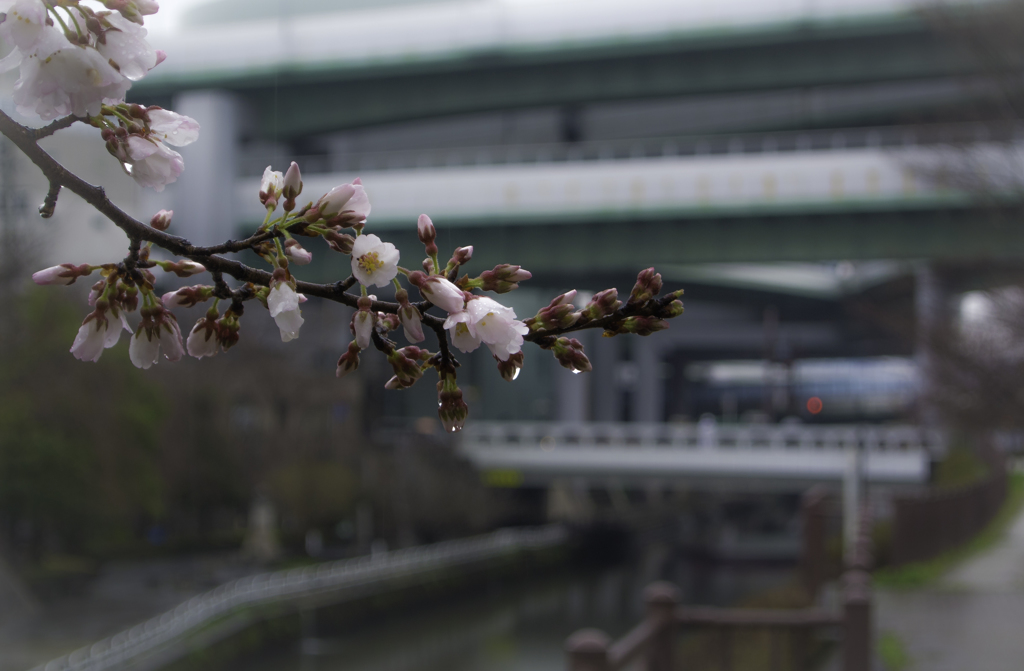 露桜