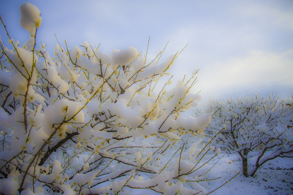 雪中梅（白図）