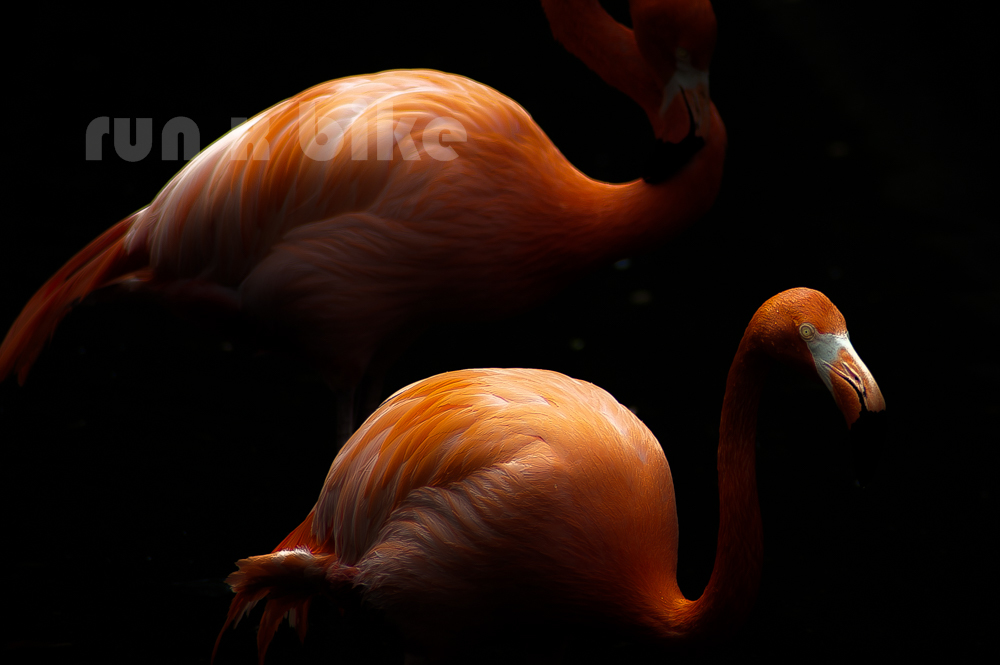 Flamingo