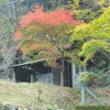 紅葉