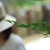 夏