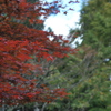 紅く